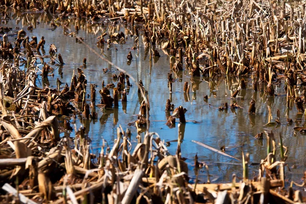 Blue sky reflection in a swamp water — Stock Photo, Image