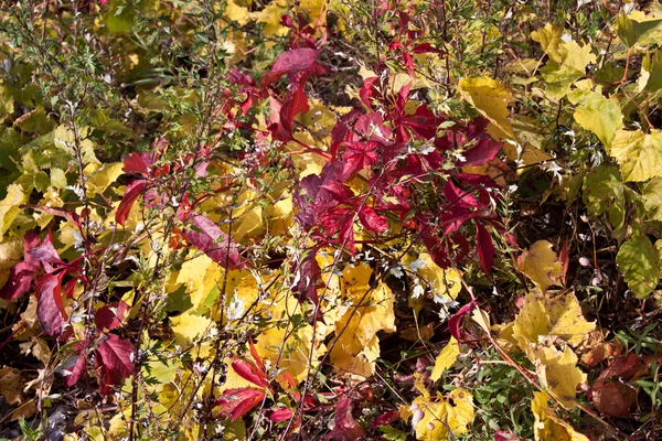 Multicolore foglie caduta si mescolano insieme — Foto Stock
