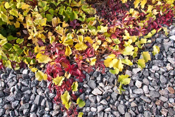 Multicolored fall leafs and broken stones