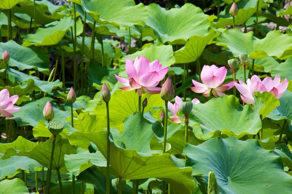 Pink lotus flowers line — Stock Photo, Image