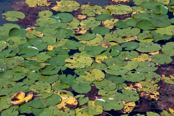 Water Lily leafs — Stock Photo, Image