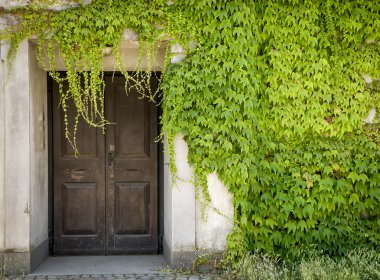 Closed door and green vines