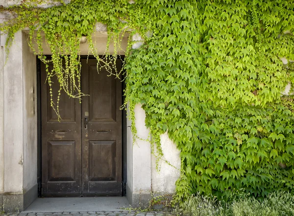 Stängd dörr och gröna vinrankor — Stockfoto