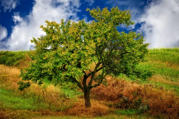Πράσινο ανοιξιάτικα δέντρο — Φωτογραφία Αρχείου