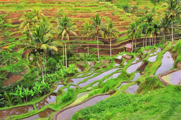Balinese rijstvelden velden — Stockfoto