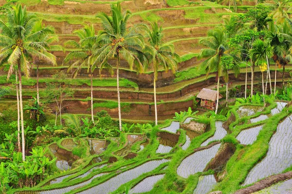 Балійском рисові поля тераса докладно — стокове фото