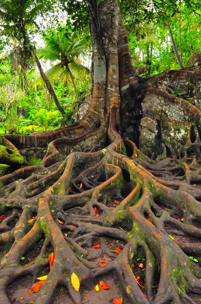 Skogens träd med rötter och blad — Stockfoto