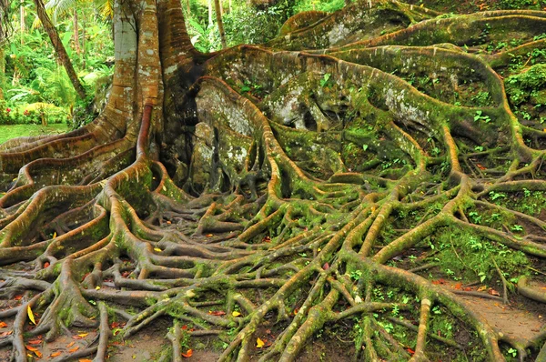 林树与根 — 图库照片