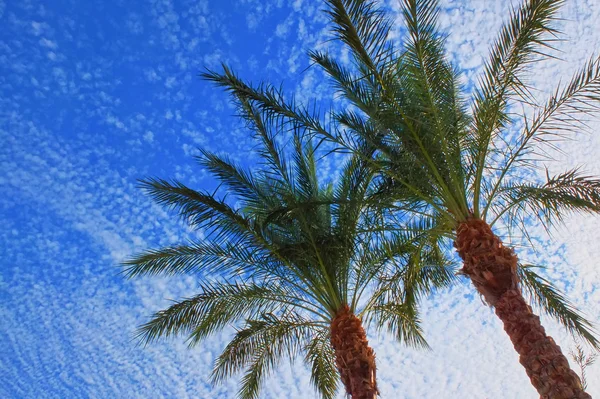 Palmer med blå himmel bakgrund — Stockfoto