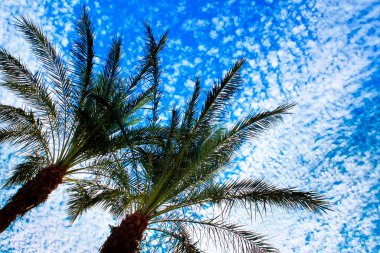 palmiye ağaçları mavi gökyüzü arka plan üzerinde çapraz