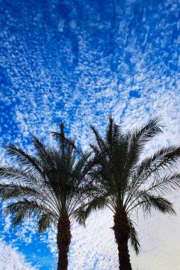 palmiye ağaçları mavi gökyüzü arka plan üzerinde dikey