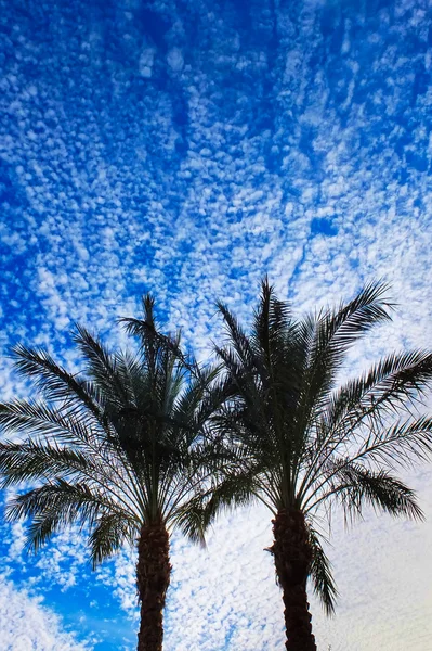 Palmbomen verticale op blauwe hemelachtergrond — Stockfoto
