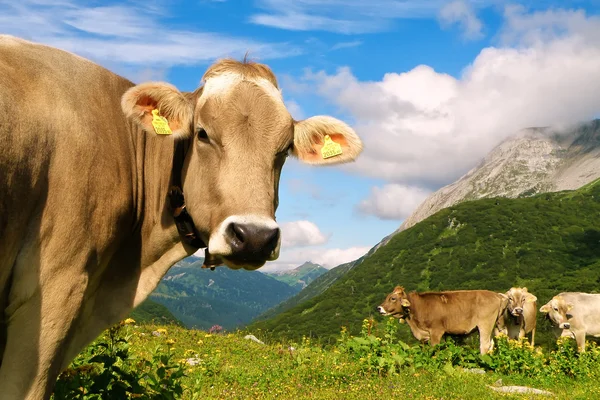Vaca no prado dos Alpes Suíços — Fotografia de Stock