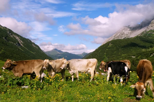 Stock image Cows herd in Swiss Alps meadow