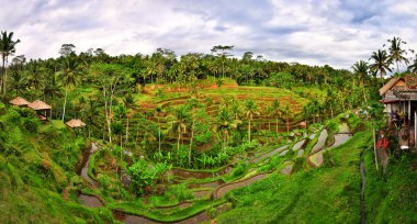 Balinese green rice fields panorama clipart