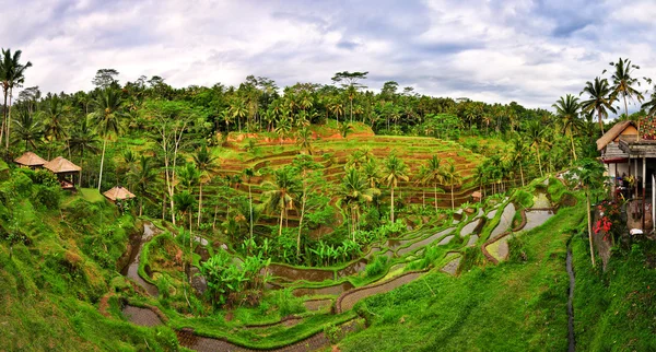 Balijski zielony ryżu pola panorama — Zdjęcie stockowe
