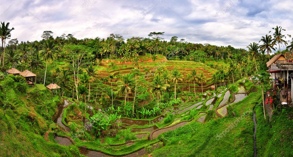 Balinese green rice fields panorama