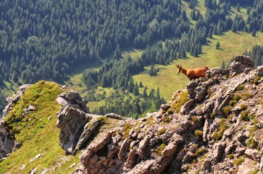 Chamois in Slovak mountains High Tatras clipart