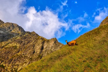 Chamois slovak dağlar yüksek tatras