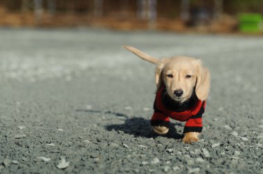 Dachshund puppy walks towards the camera clipart