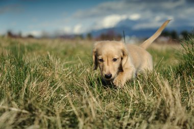 Dachshund puppy walks in the long grass clipart