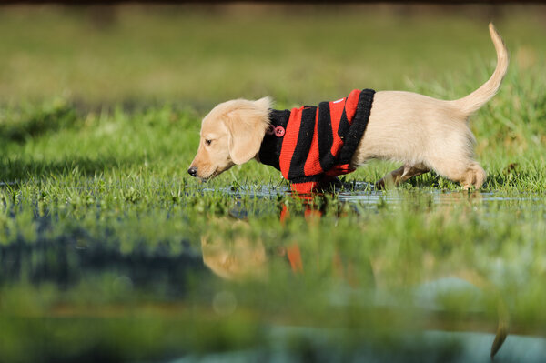 Puppy walks in puddle