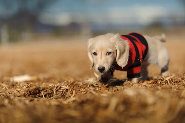 Puppy walks in wood chips — Stock Photo, Image