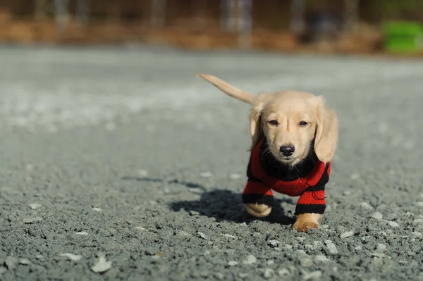 Dachshund Köpek yavrusu kamera doğru yürüyor — Stok fotoğraf