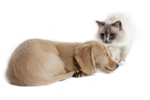 Een kat kijkt naar een geleefde puppy — Stockfoto