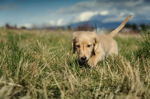 Jamnik szczeniak spacery w długiej trawy — Zdjęcie stockowe