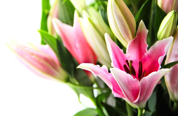 Closeup kytice růžová lilie — Stock fotografie