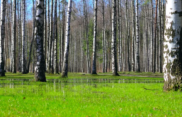 Springtime birch forest — Stock Photo, Image