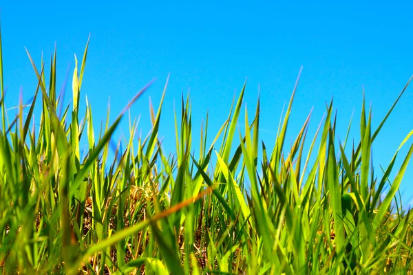Hierba de primavera bajo cielo azul —  Fotos de Stock