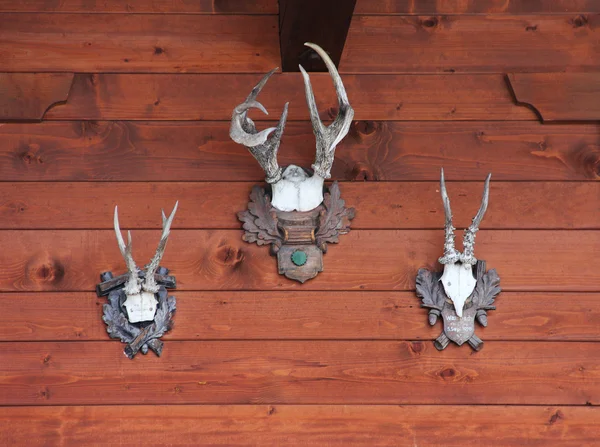 Three trophy skulls of deer