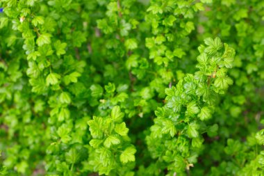 Gooseberry bush clipart