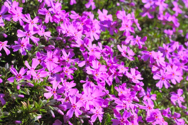 Primavera flores rosa — Fotografia de Stock