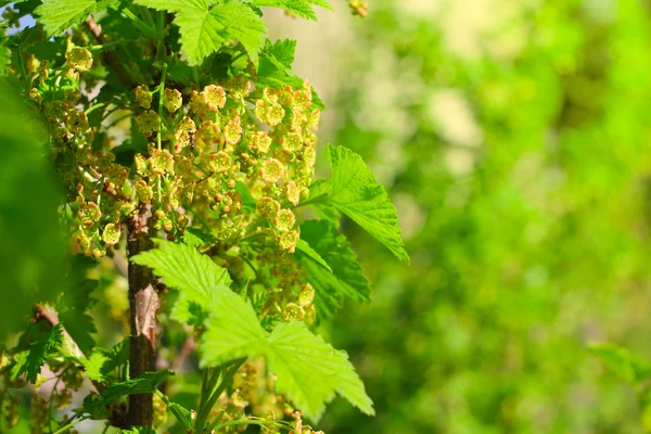 Blooming currant — Stock Photo, Image