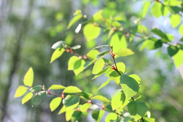 Birch spring foliage — Stock Photo, Image