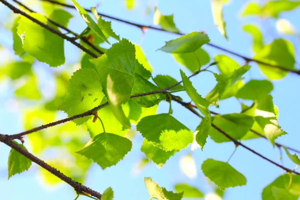 Березовая весенняя листва — стоковое фото