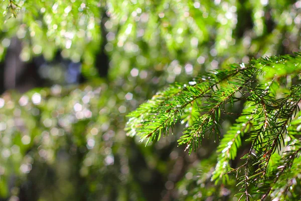 Kuusipuu — kuvapankkivalokuva
