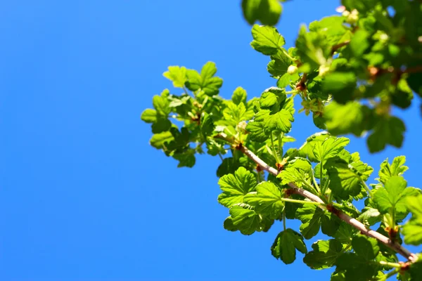 Gooseberry bush — Stock Photo, Image