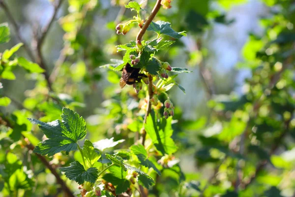 Abelha em arbusto de passa de Corinto — Fotografia de Stock