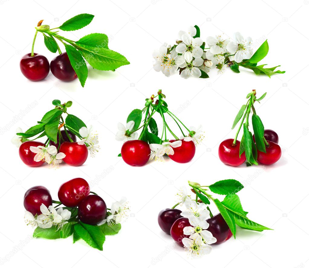 Set of cherry with leafs and flowers