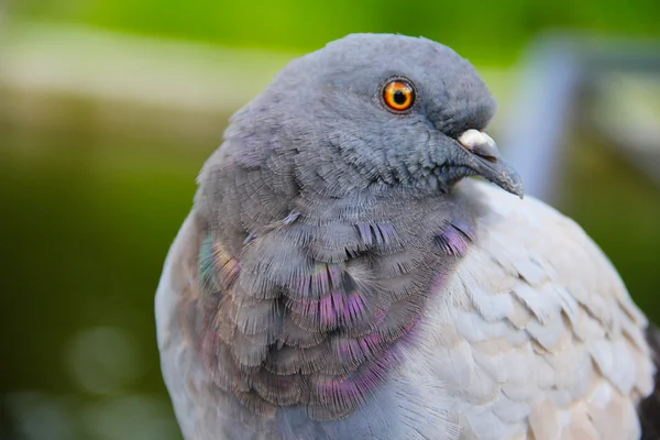 비둘기 portait — 스톡 사진