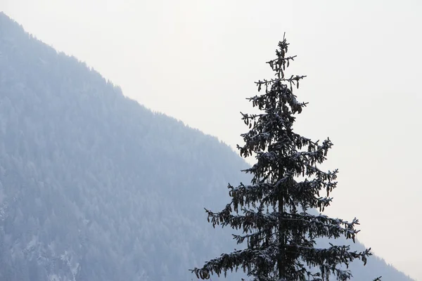 冬の山のモミの木 — ストック写真