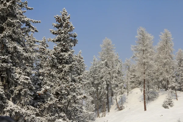 冬季山地森林 — 图库照片