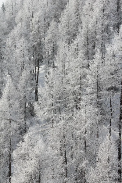 Foresta montana invernale — Foto Stock