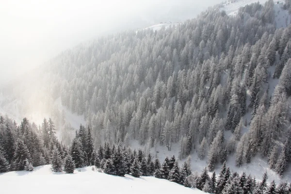 Winter-Bergwald — Stockfoto