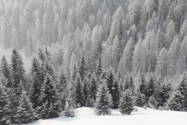 Vinterfjällskog — Stockfoto