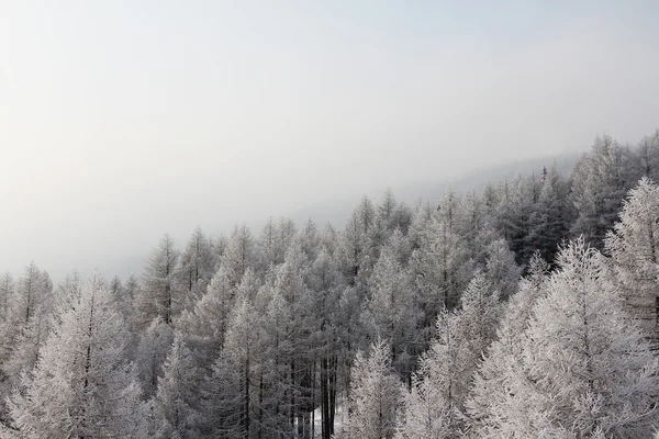 Foresta montana invernale — Foto Stock
